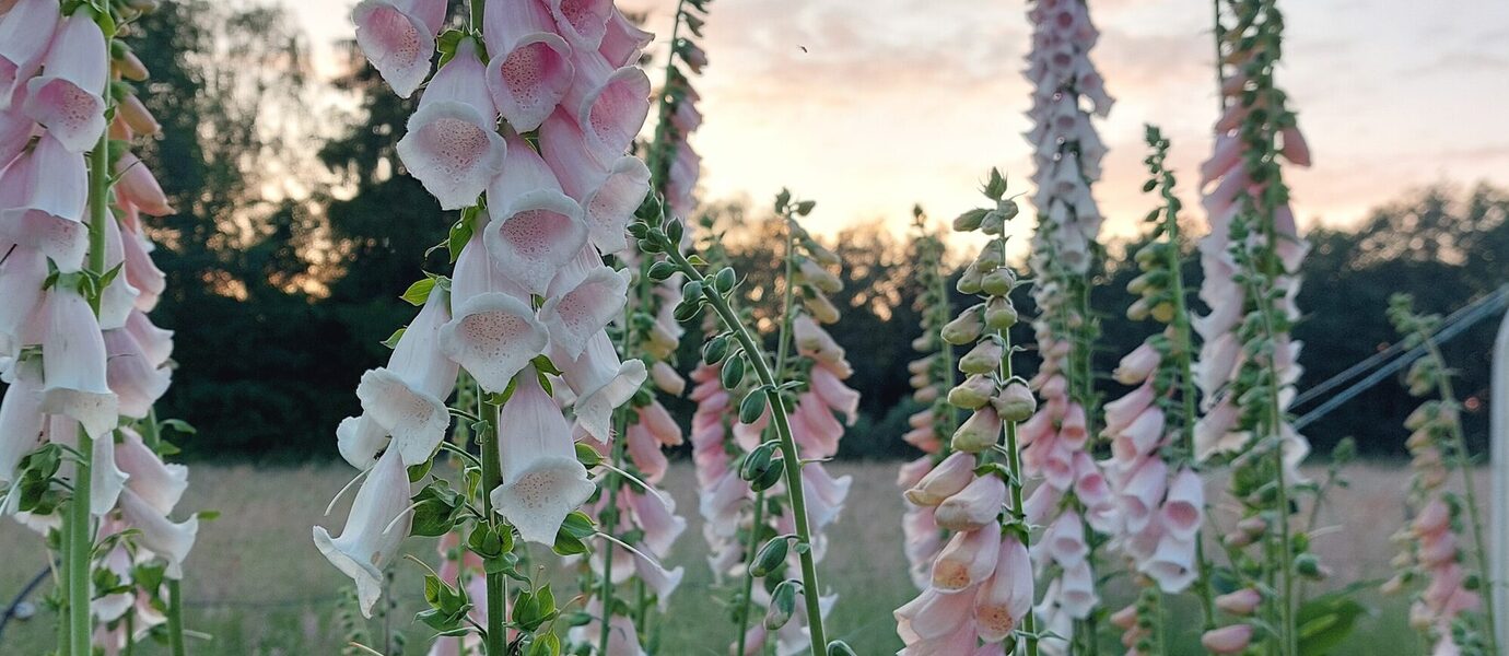 vingerhoedskruid bloeiend