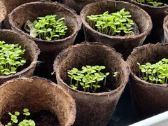 vingerhoedskruid 24 dgn