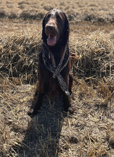 makker riem riet2