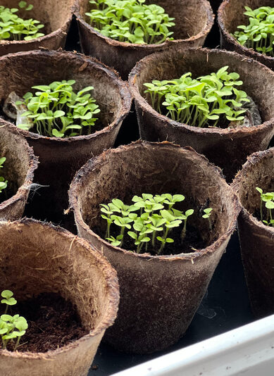 vingerhoedskruid 24 dgn