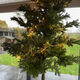 kerstboom2