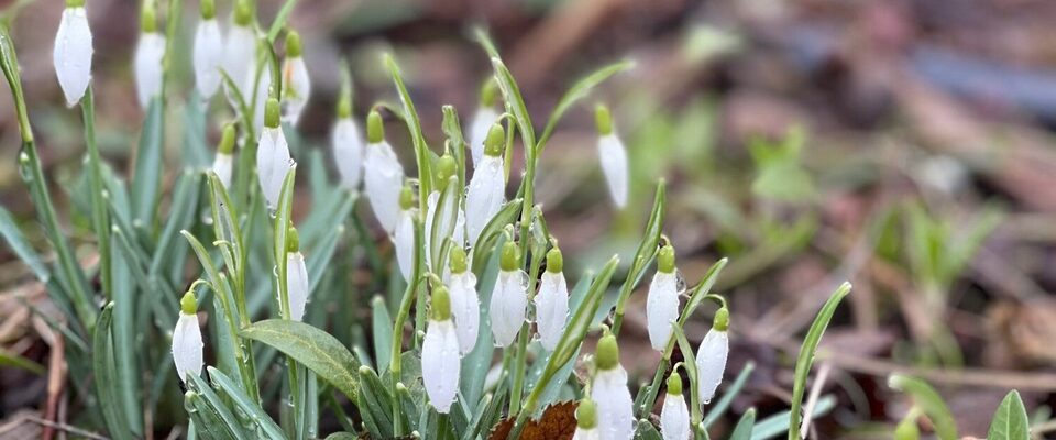 foto 5 winter Sneeuwklokjes