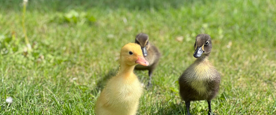 eendjes klein