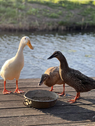 Over ons Barney en eend
