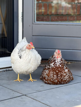 moes en lola close up