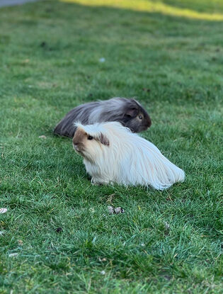 Over ons Oreo en Chunky