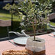olijfboom buiten tafel