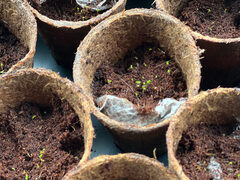 Vingerhoedskruid 10 dgn