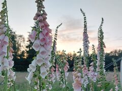 vingerhoedskruid bloeiend