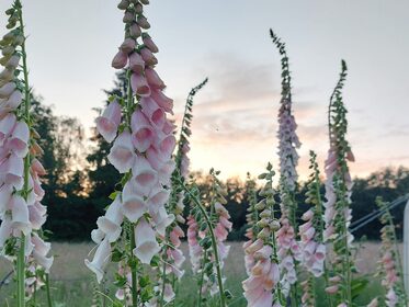 vingerhoedskruid bloeiend