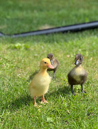eendjes
